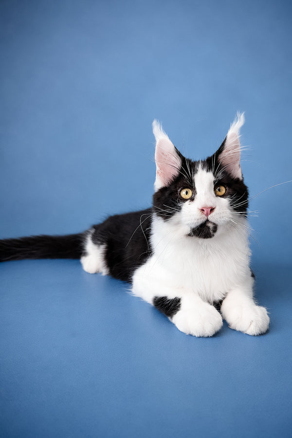 Chess | Maine Coon Kitten