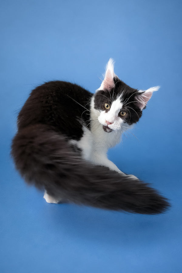 Chess | Maine Coon Kitten