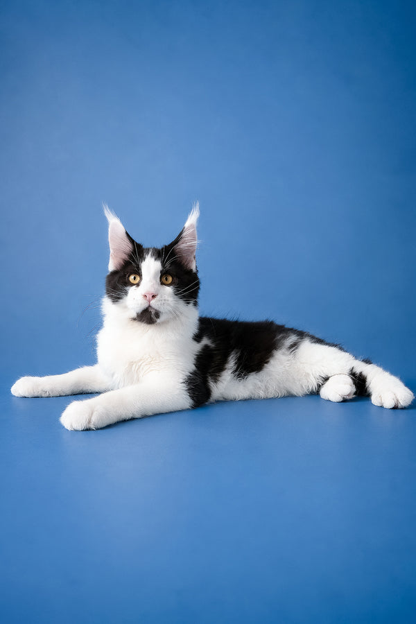 Chess | Maine Coon Kitten