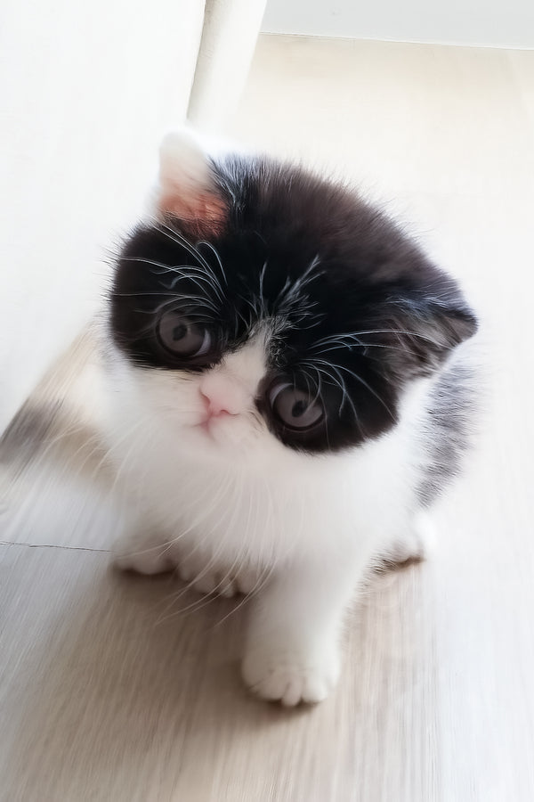 Chester | Exotic Shorthair Kitten