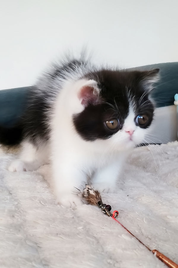 Chester | Exotic Shorthair Kitten