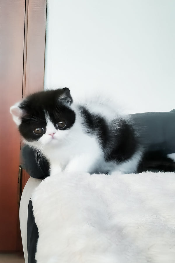 Chester | Exotic Shorthair Kitten