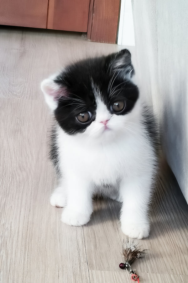 Chester | Exotic Shorthair Kitten