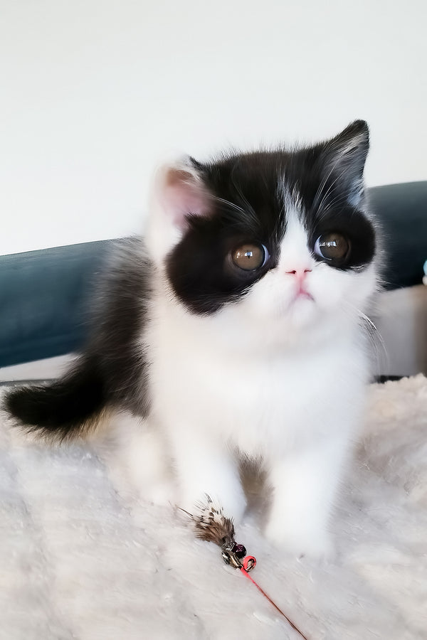 Chester | Exotic Shorthair Kitten