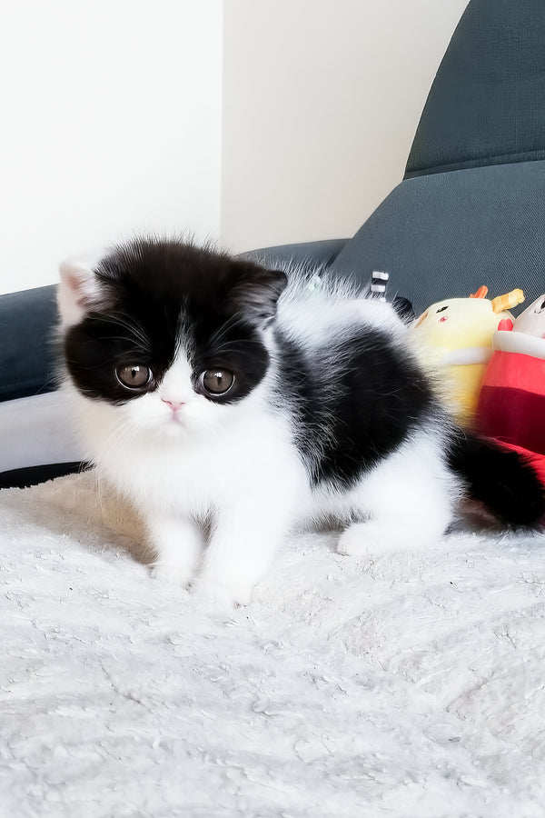 Chester | Exotic Shorthair Kitten