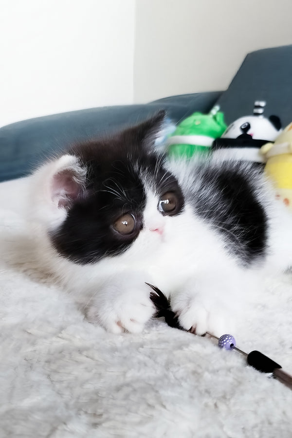 Chester | Exotic Shorthair Kitten