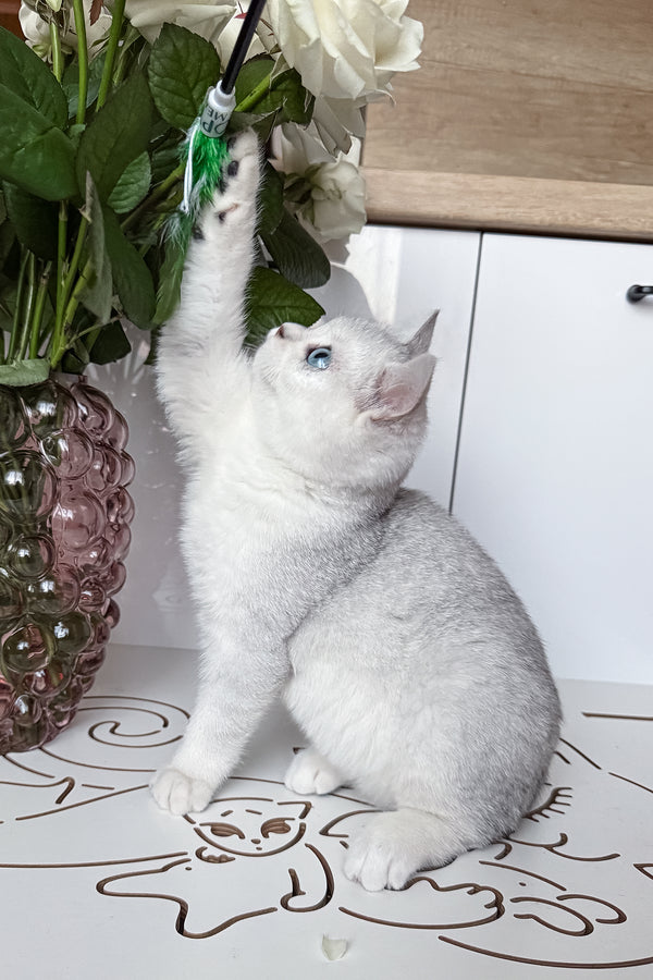 Chip | British Shorthair Kitten