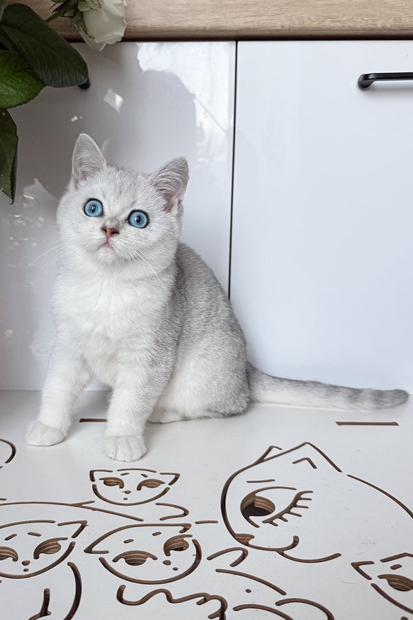 Chip | British Shorthair Kitten