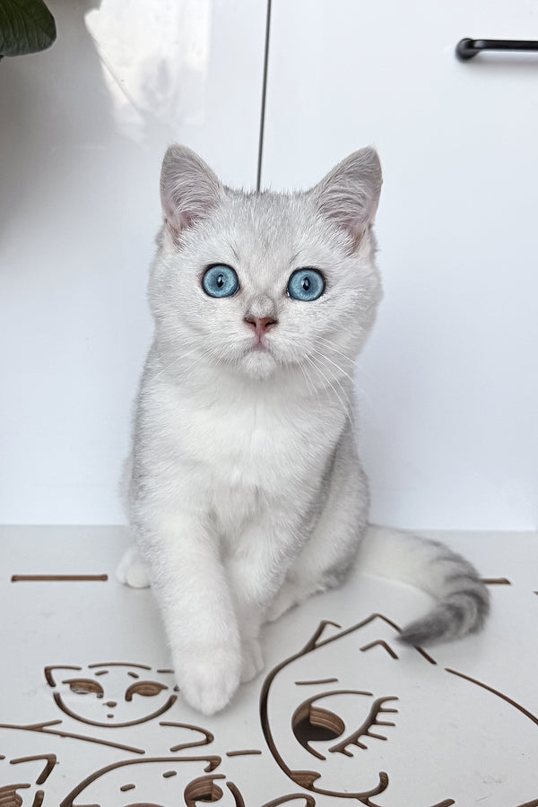 Chip | British Shorthair Kitten