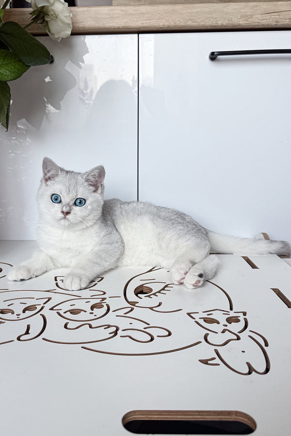 Chip | British Shorthair Kitten