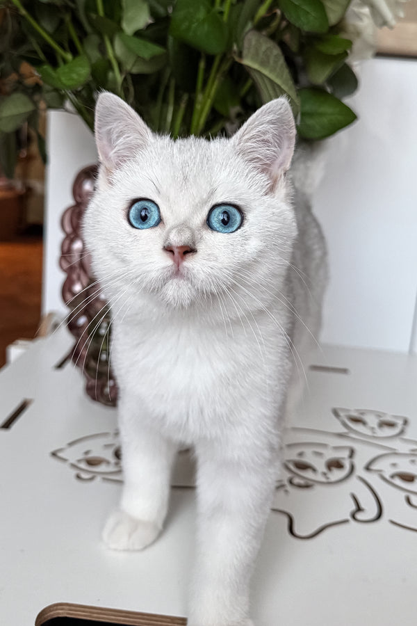 Chip | British Shorthair Kitten