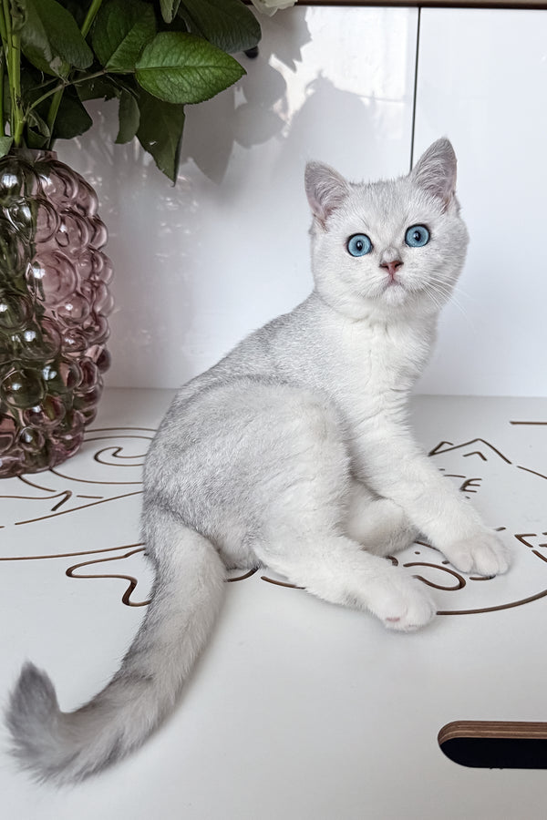 Chip | British Shorthair Kitten