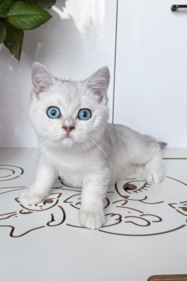 Chip | British Shorthair Kitten