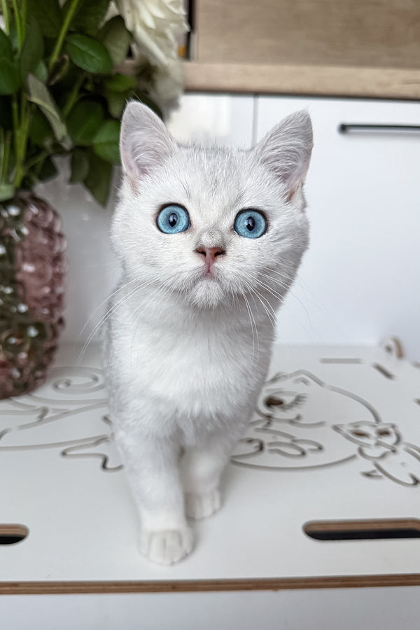 Chip | British Shorthair Kitten