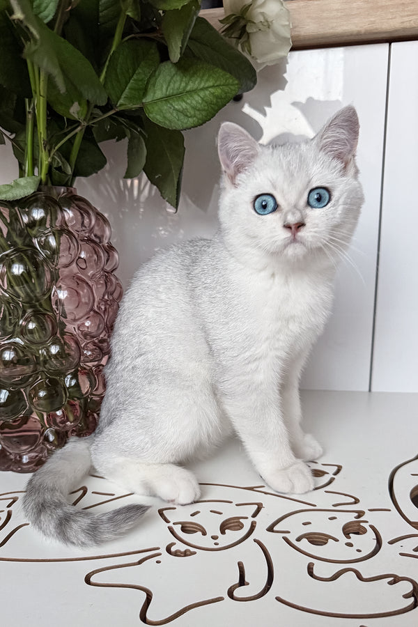 Chip | British Shorthair Kitten
