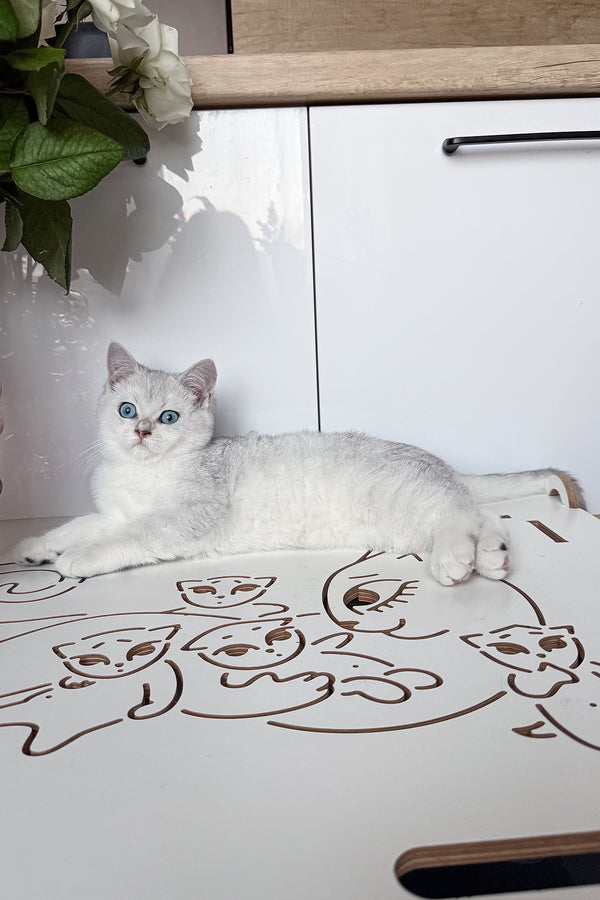Chip | British Shorthair Kitten