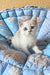 Chip | British Shorthair Kitten