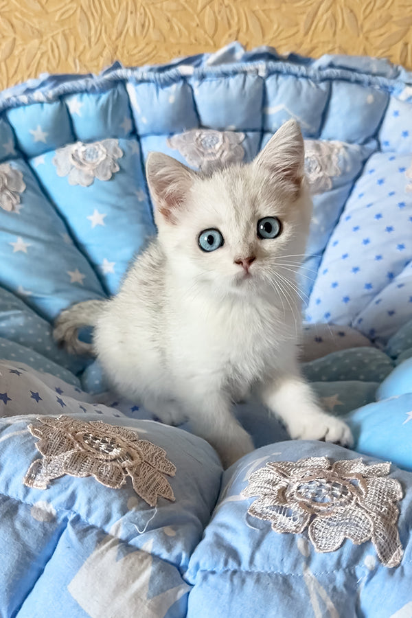 Chip | British Shorthair Kitten