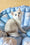 Chip | British Shorthair Kitten
