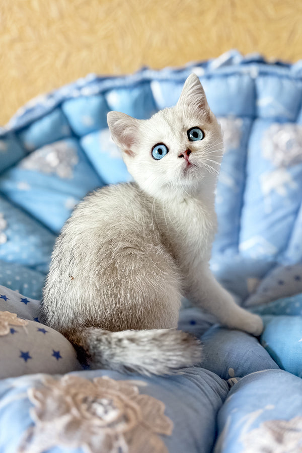 Chip | British Shorthair Kitten