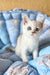 Chip | British Shorthair Kitten