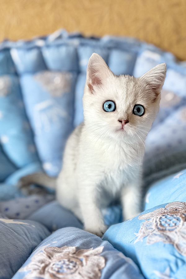 Chip | British Shorthair Kitten