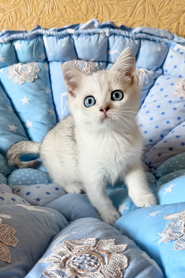 Chip | British Shorthair Kitten