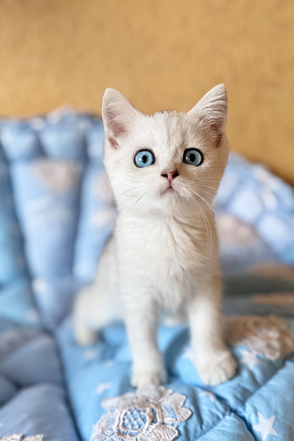 Chip | British Shorthair Kitten