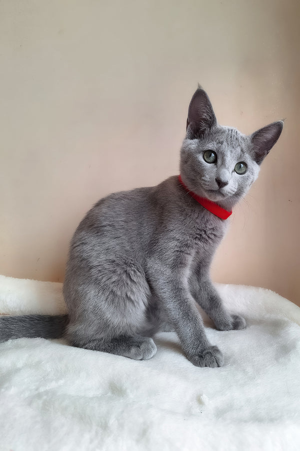 Chloe | Russian Blue Kitten