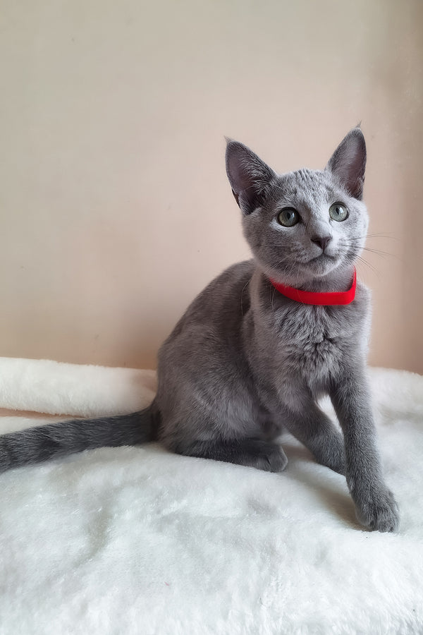 Chloe | Russian Blue Kitten