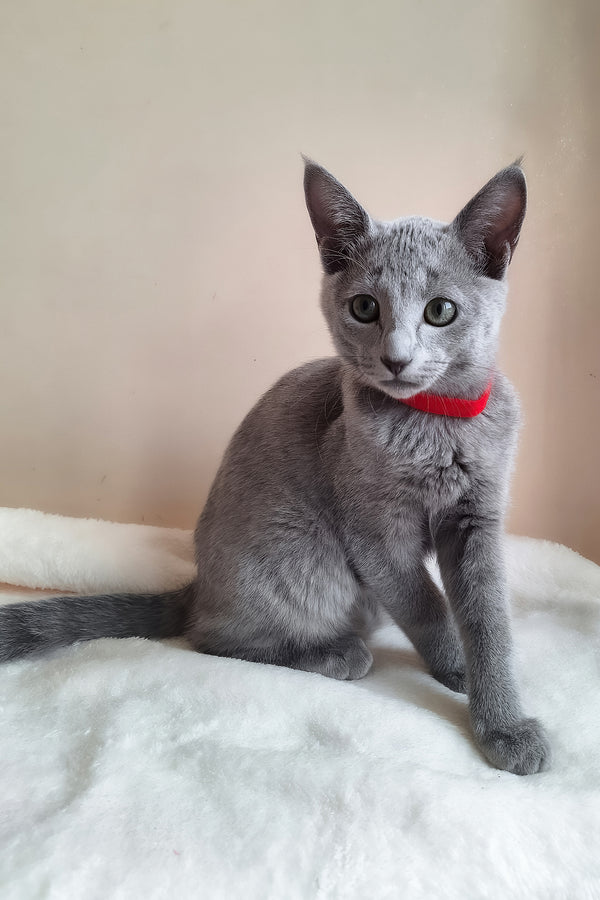 Chloe | Russian Blue Kitten