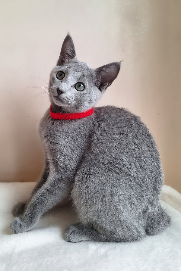 Chloe | Russian Blue Kitten