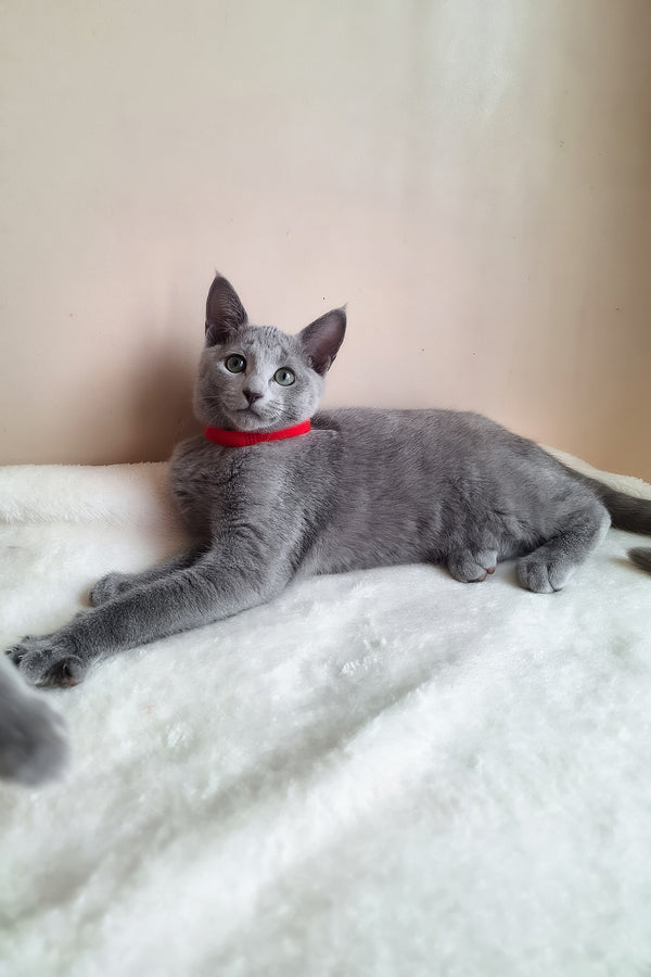 Chloe | Russian Blue Kitten