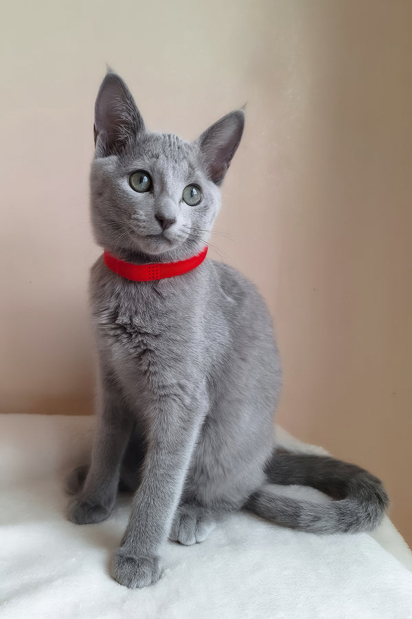 Chloe | Russian Blue Kitten