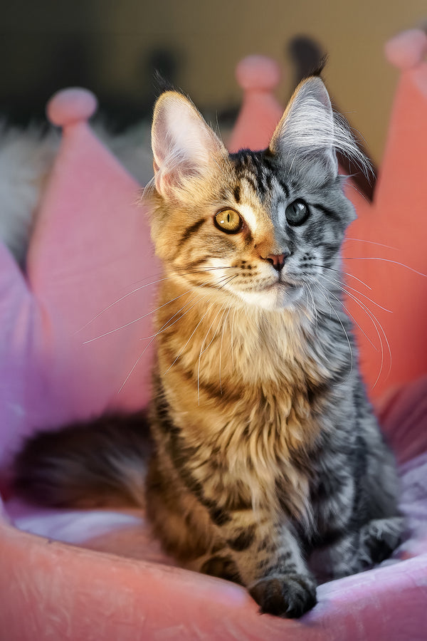 Chloe maine coon kitten with green eyes and black smoke coat sitting on a soft pink cushion among purebred kitties