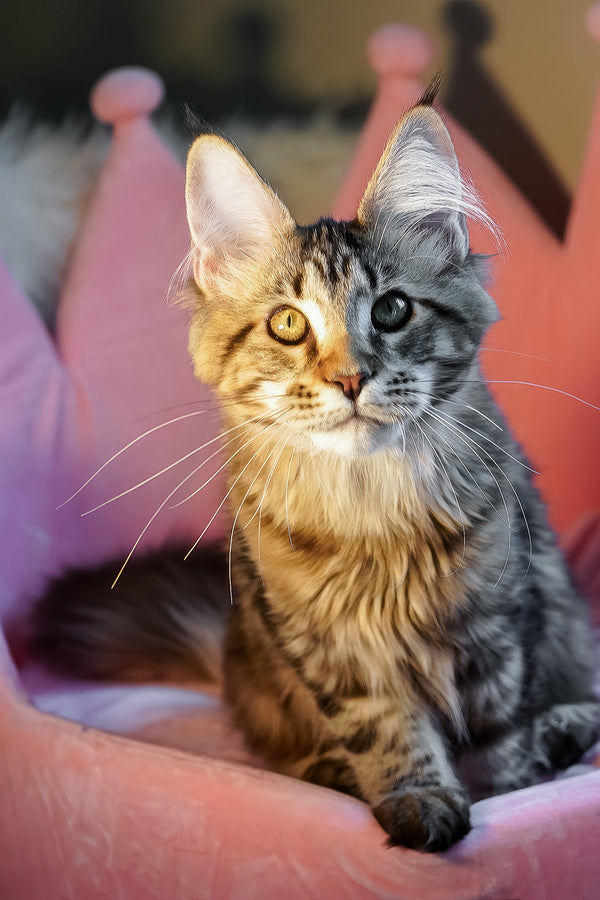 A fluffy maine coon kitten with green and gold eyes in a pink crown bed perfect for purebred kitties black smoke coat