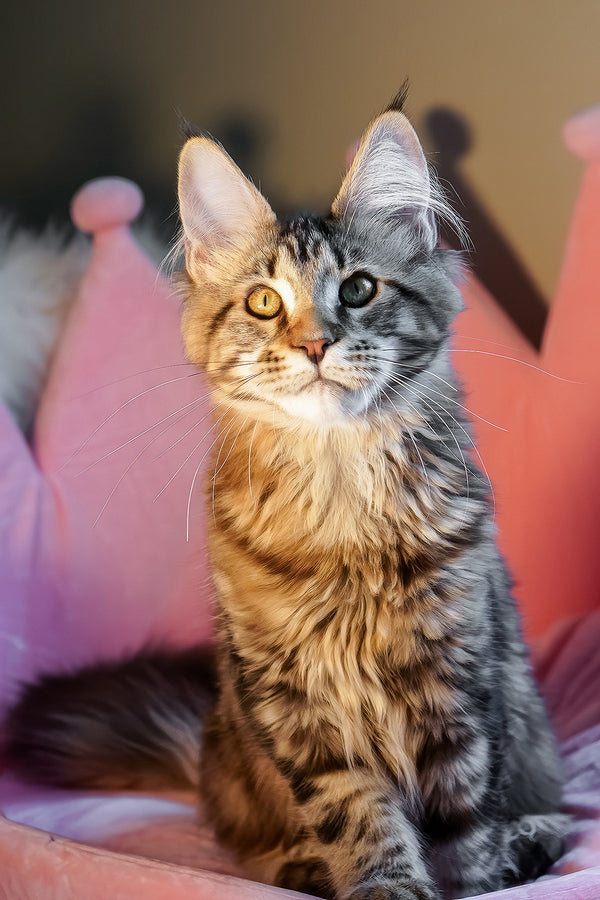 A fluffy maine coon kitten with green and gold eyes lounges in a pink crown bed featuring a black smoke coat look