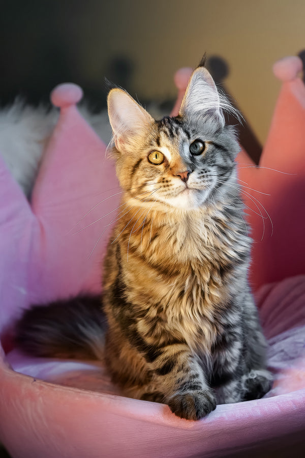 A fluffy maine coon kitten with tabby markings and heterochromatic eyes sits in a plush pink crown bed perfect for purebred kitties