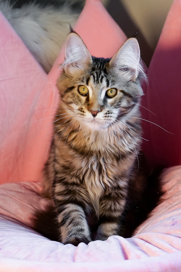 A fluffy maine coon kitten with a tabby coat and golden eyes sitting on soft pink cushions purebred kitties