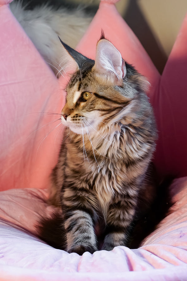 A fluffy maine coon kitten with striking tabby markings and pointed ears rests in a soft pink cushioned bed