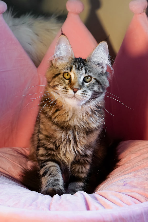 A fluffy maine coon kitten with yellow eyes and a black smoke coat sits regally in a plush pink velvet bed