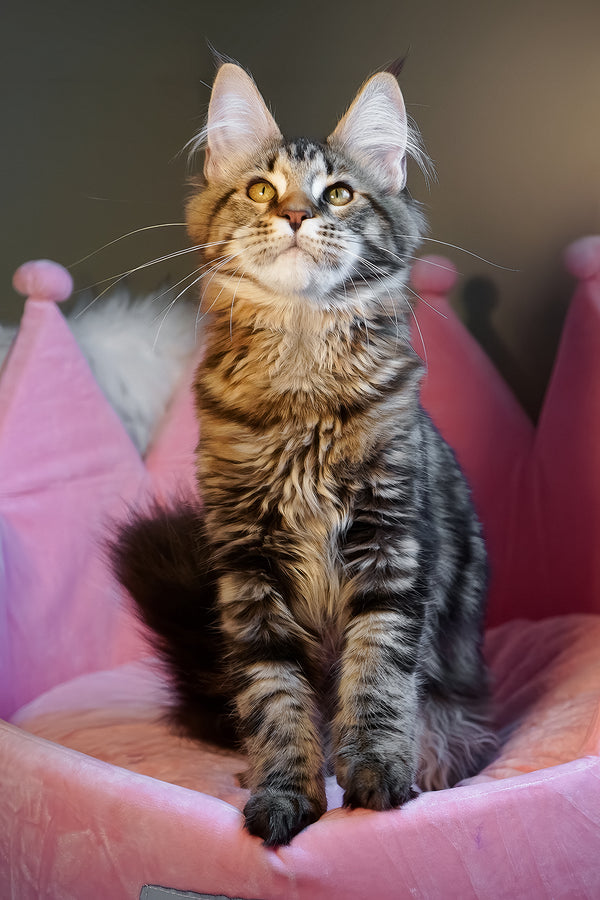 A fluffy maine coon kitten with striking tabby markings and golden eyes resting in a plush pink crown bed
