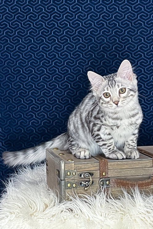 Chonk | Bengal Longhair Kitten