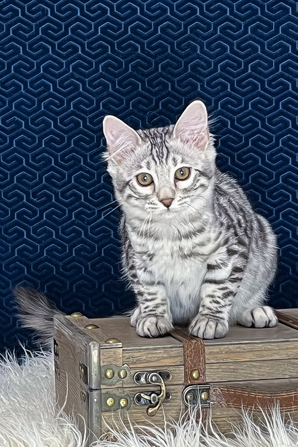 Chonk | Bengal Longhair Kitten