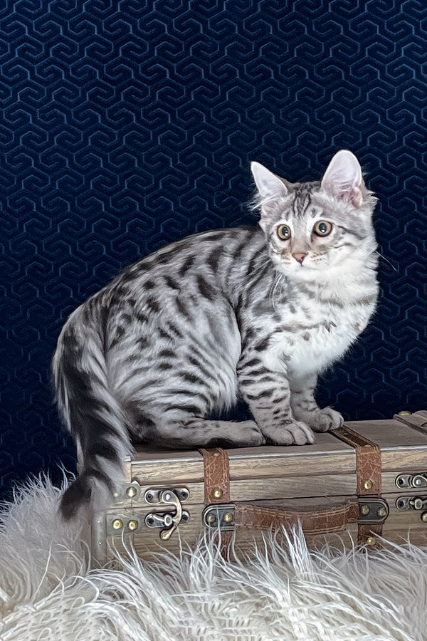 Chonk | Bengal Longhair Kitten