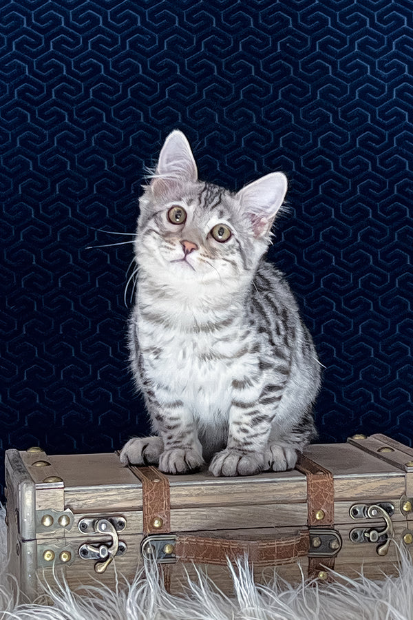 Chonk | Bengal Longhair Kitten