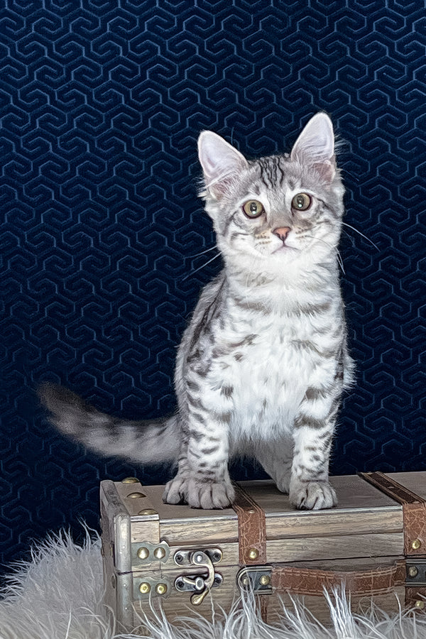 Chonk | Bengal Longhair Kitten