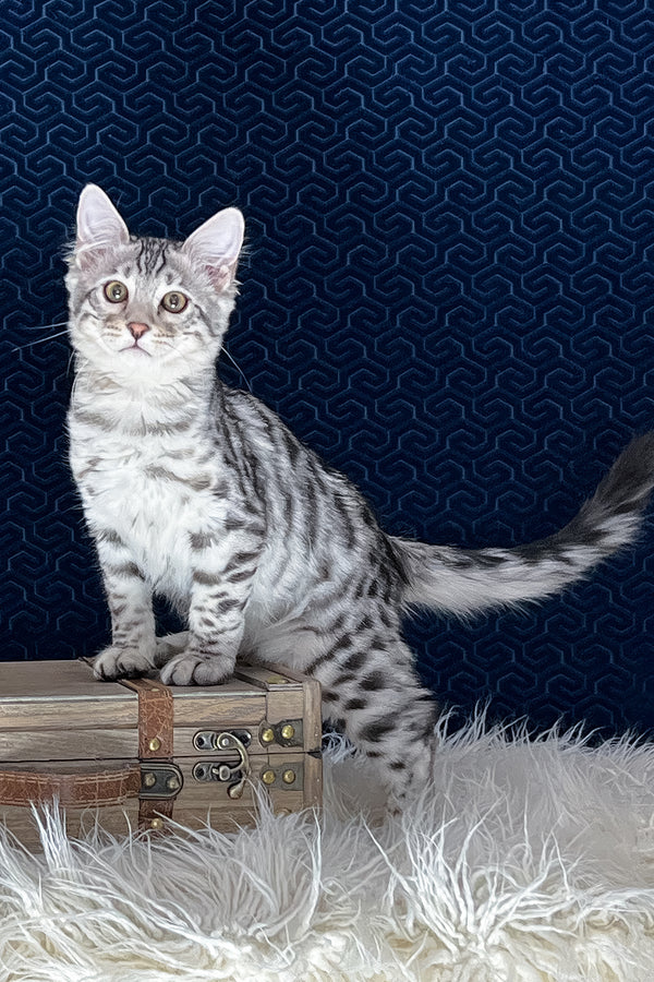 Chonk | Bengal Longhair Kitten