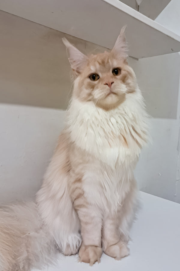 Chris | Maine Coon Kitten