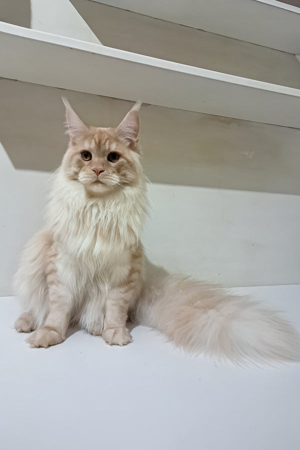 Chris | Maine Coon Kitten